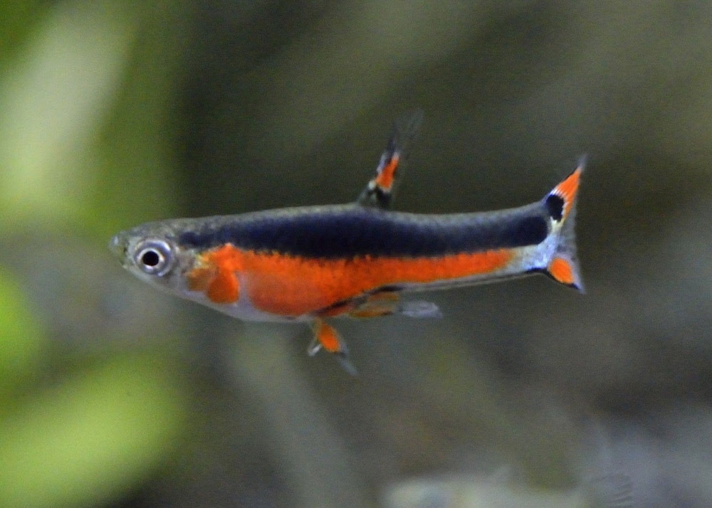 X : Santa Maria ,Y : Bleeding Hart. | Guppy fish | Pinterest ...