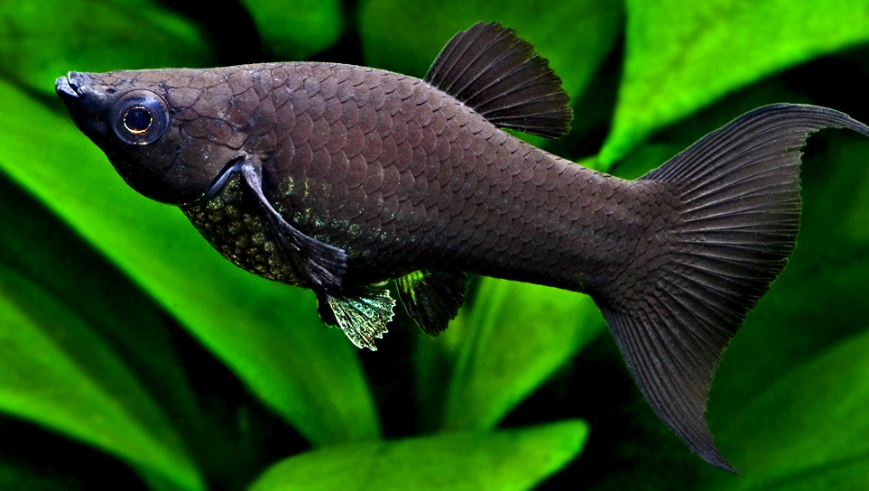 Статья - чудеса селекции и декоративные рыбы - Marlin Aquarium