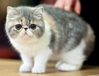 Экзот