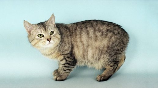 Мэнская кошка