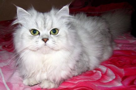 Персидская кошка