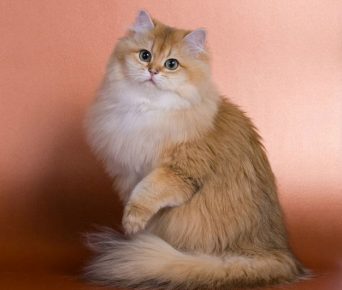 Британская длинношёрстная кошка