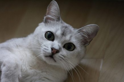 Бурмилла