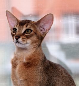 Абиссинская кошка