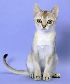 Сингапурская кошка