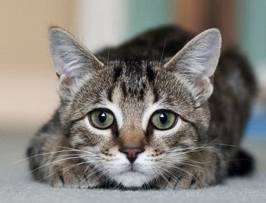 Кошка