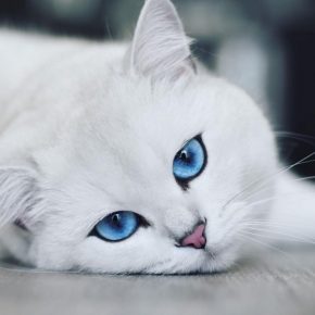 Кот Коби