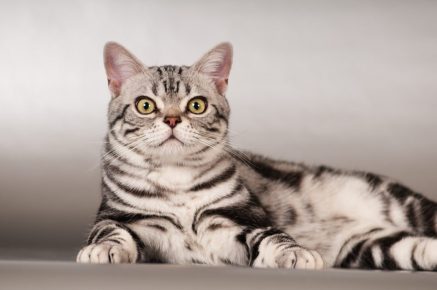 Американская короткошёрстная