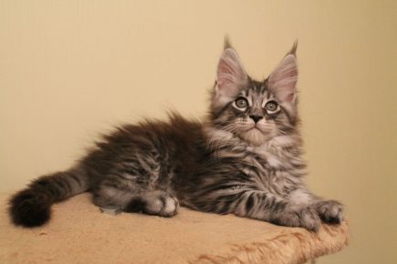 Котёнок мейн-куна