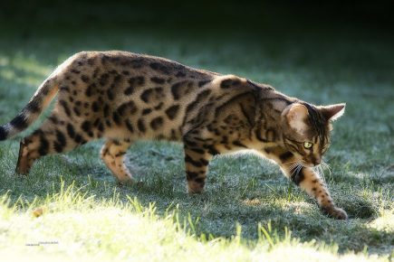бенгальская кошка