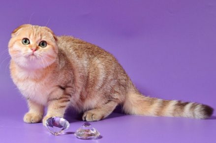редкие окрасы шотландских вислоухих