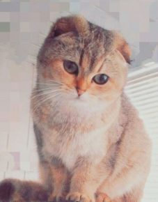 редкие окрасы шотландских вислоухих