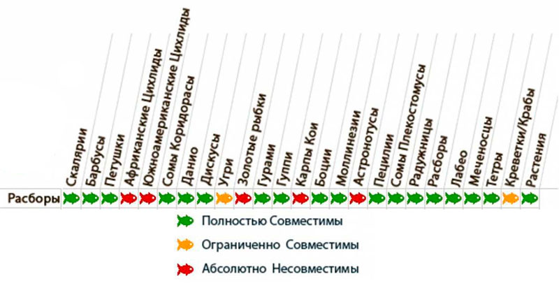 расбора клиновидная