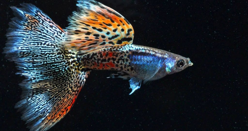Чем кормить гуппи: виды корма в домашних условиях