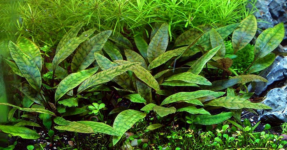 Криптокорина пурпурная (Cryptocoryne purpurea) | содержание ...
