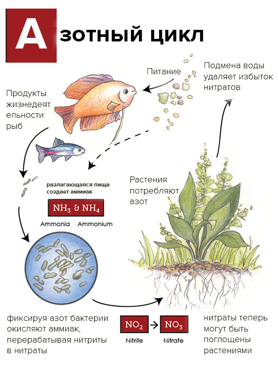 какие водоросли лучше для аквариума