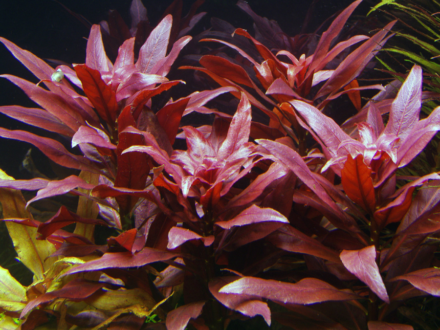 Людвигия железистая (Ludwigia glandulosa)
