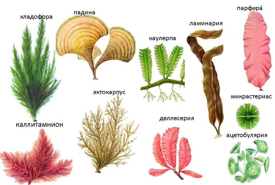 Палитра знаний: Водоросли