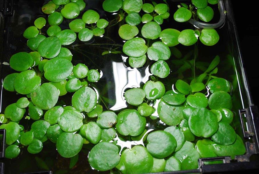 Лимнобиум побегоносный (Limnobium laevigatum)