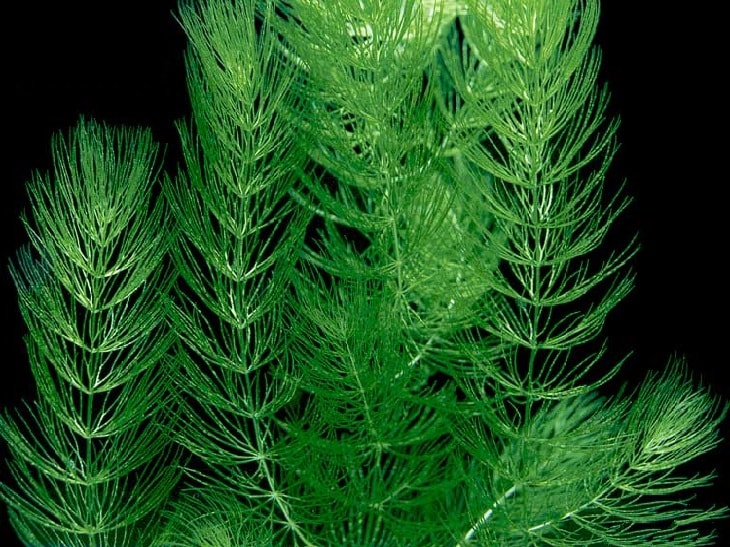 РОГОЛИСТНИК СВЕТЛО ЗЕЛЕНЫЙ (Ceratophyllum submersum) » Домашний аквариум