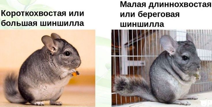 виды