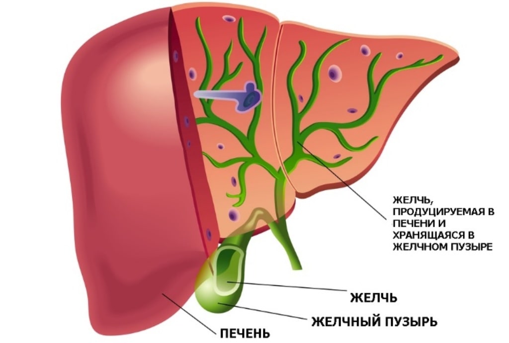 цирроз у кошки
