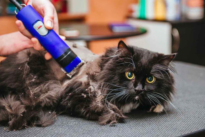 Черного кота бреют бритвой