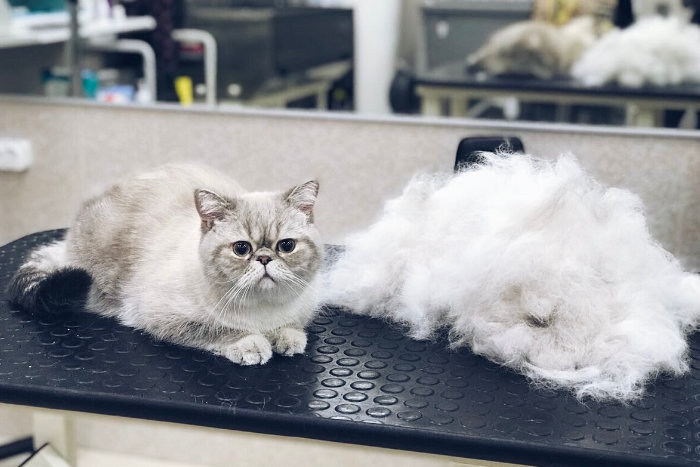 Белый кот сидит рядом с вычесанной шерстью