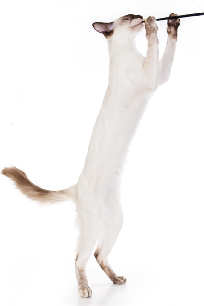 кошка играет