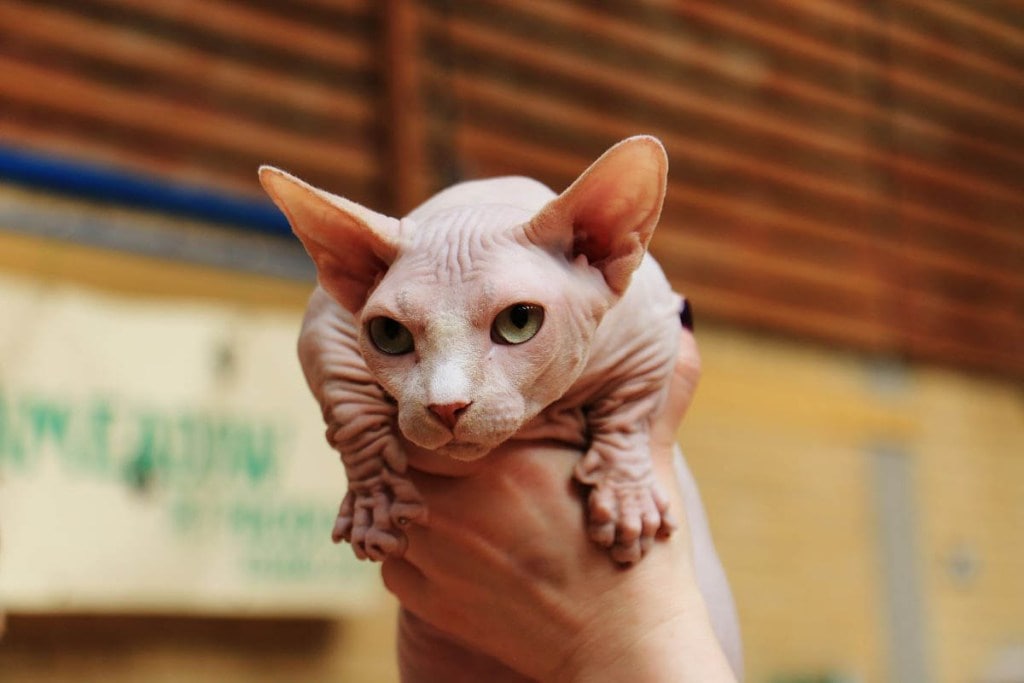 кот на ручках