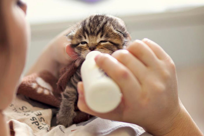 Котенка кормят из бутылочки