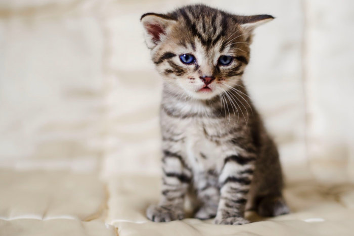 Котенок болеет и грустит