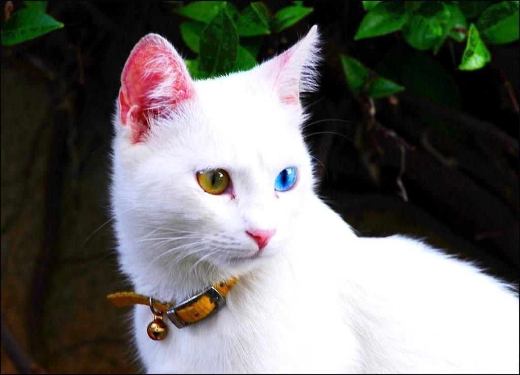 Ошейник на белом