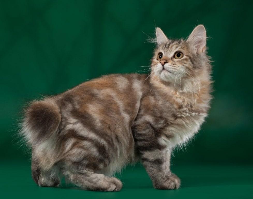 маленький хвост
