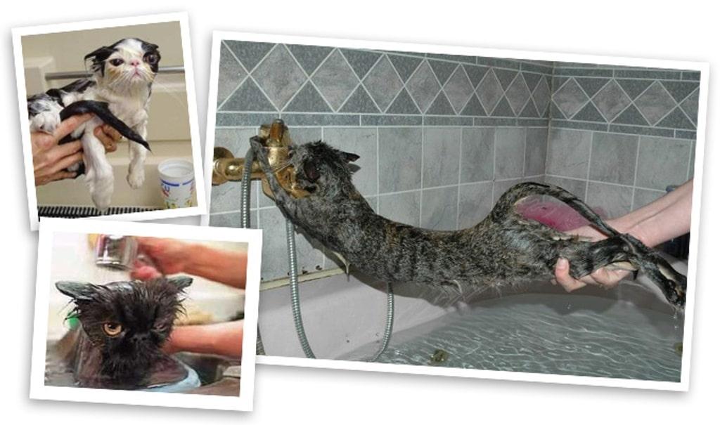 коты не любят воду