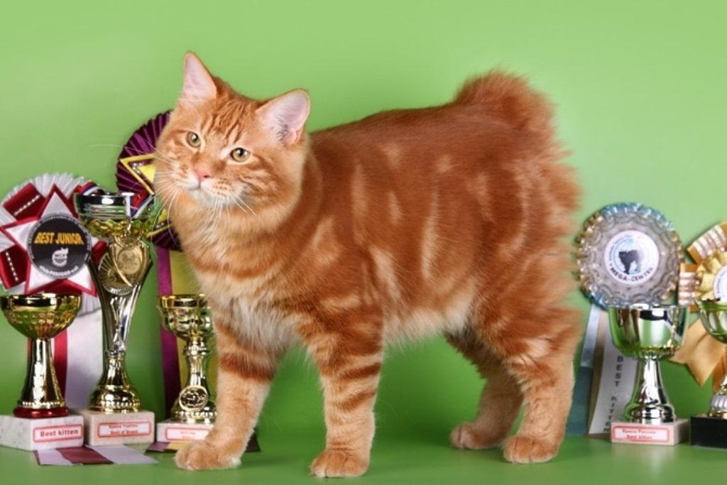 котейка победитель