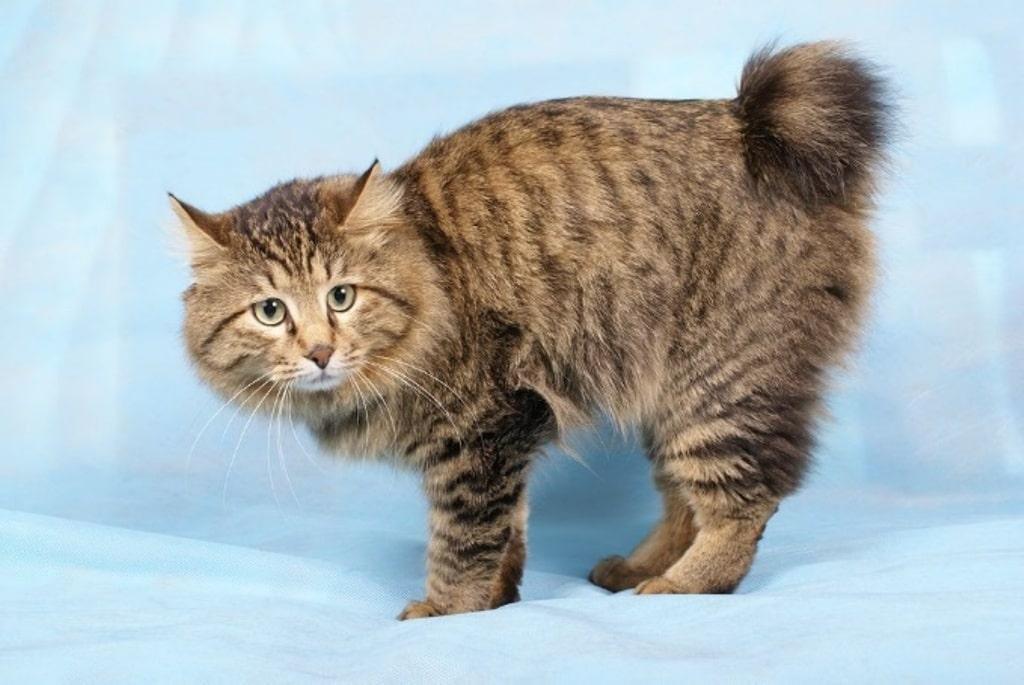 лесной кот