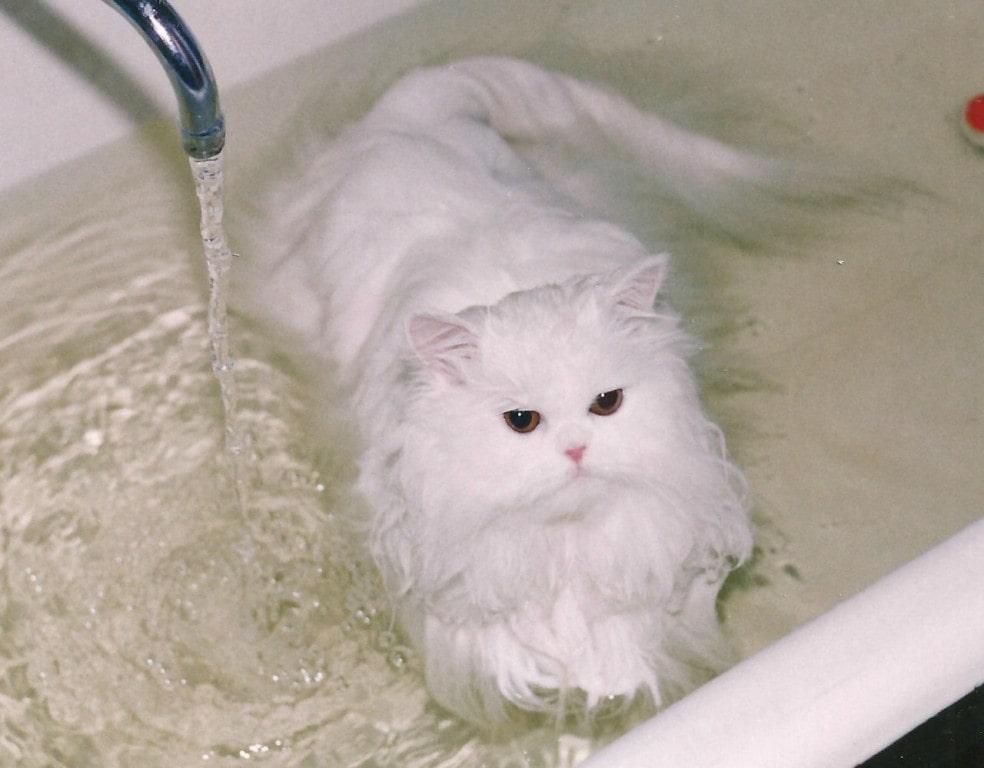 белый кот
