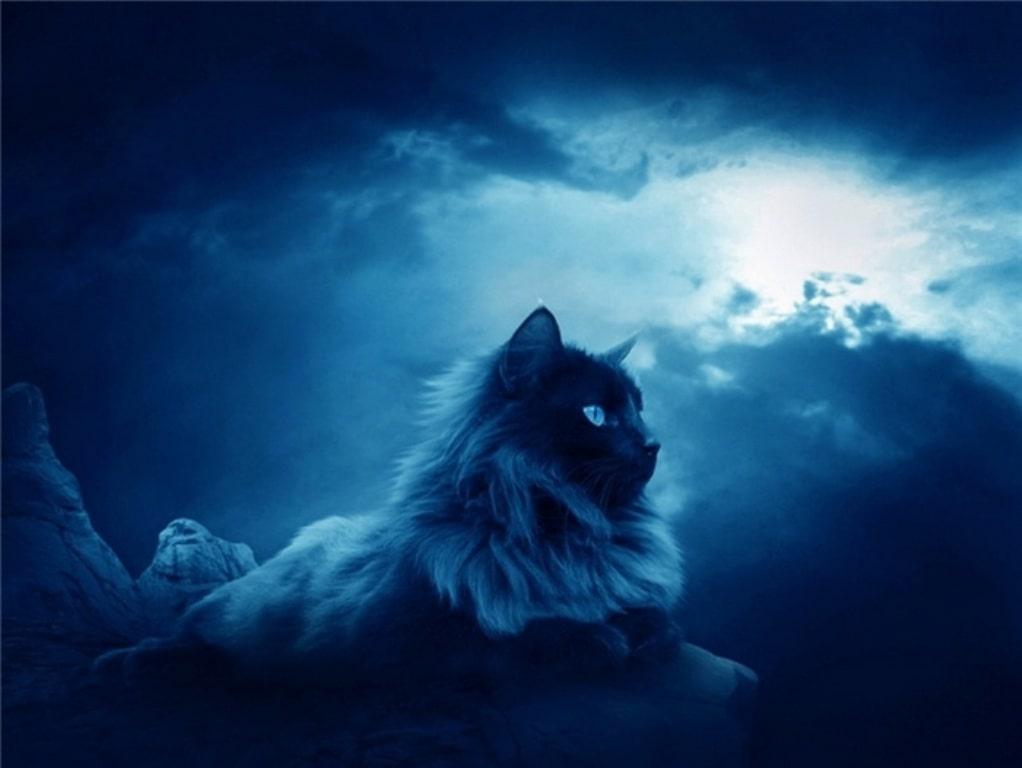 синий кот