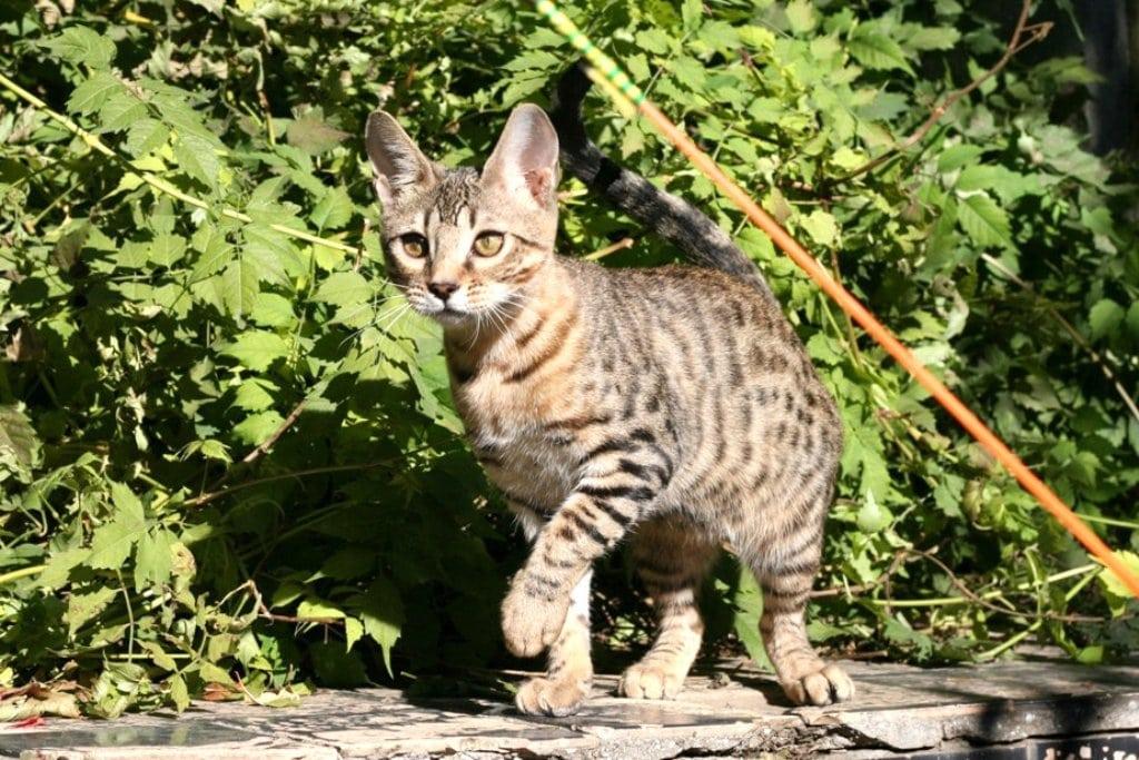 Маленький кот