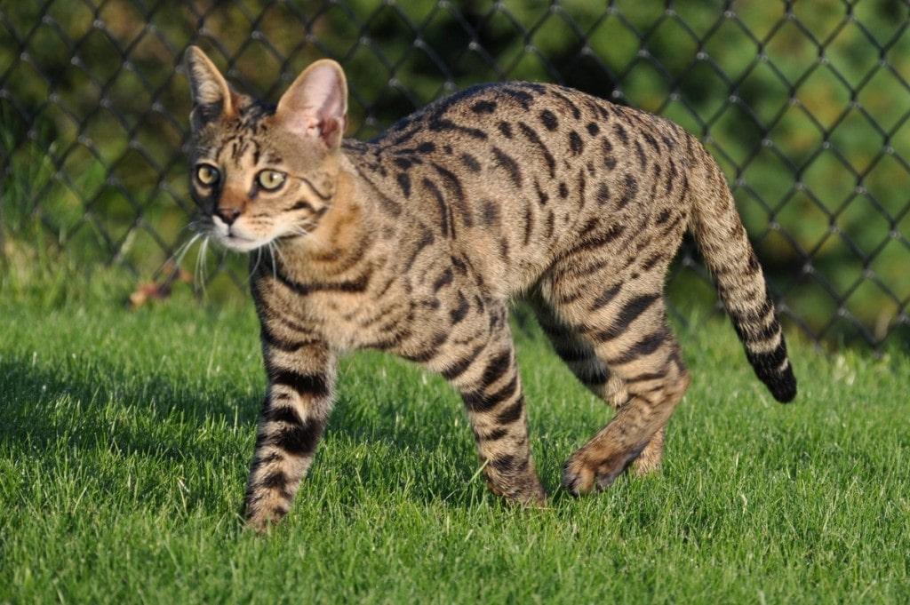 Гулять с котом