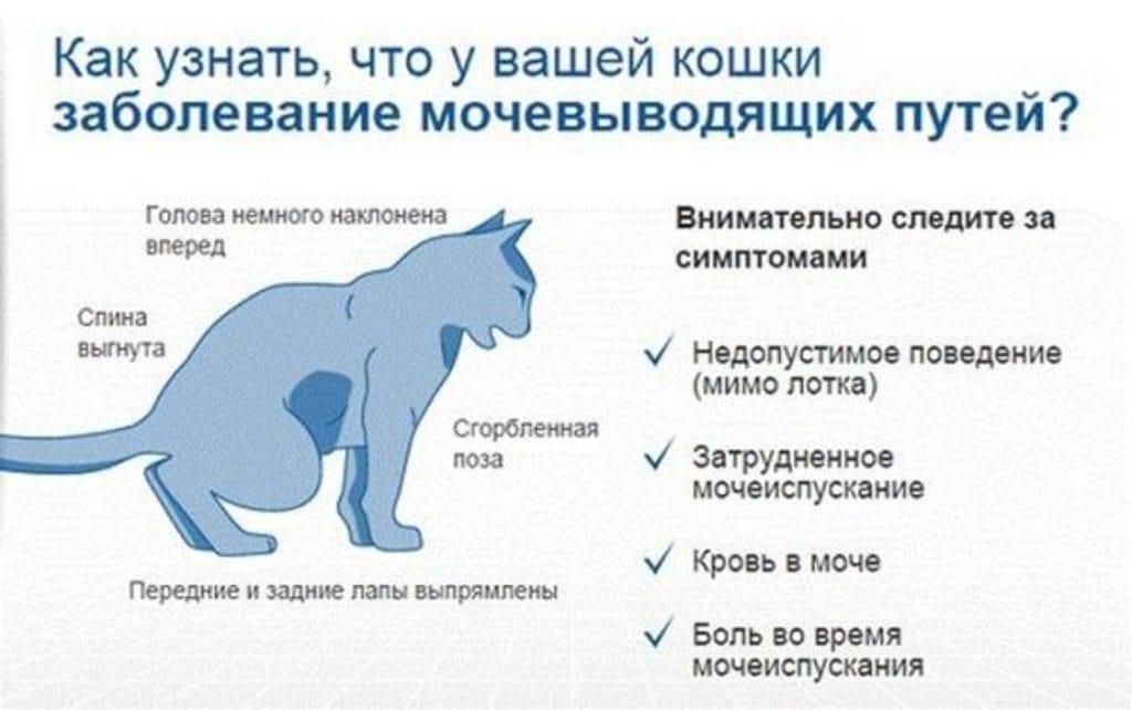 Как узнать что кот болеет