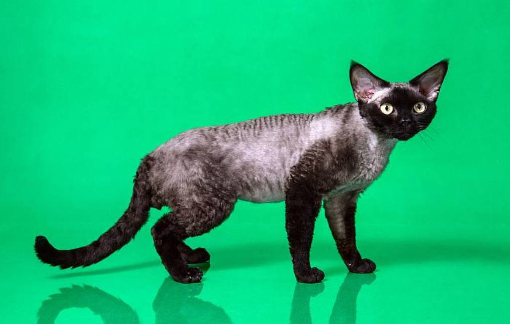 ушастый кот