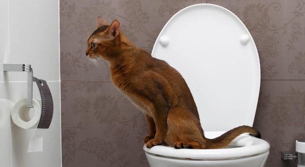 кот на унитазе