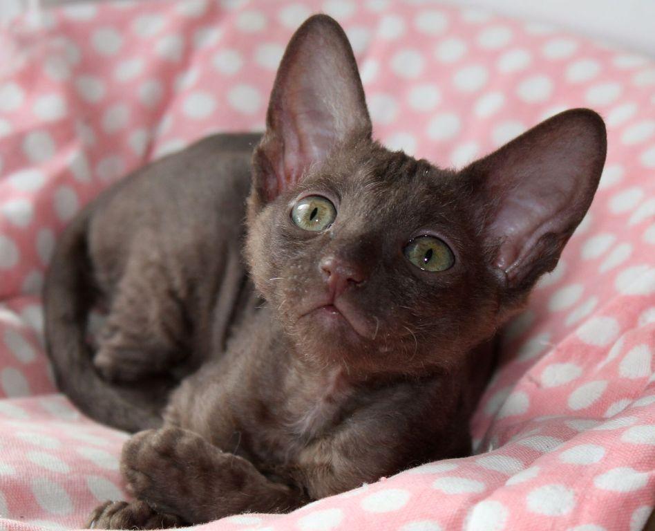 маленький котик