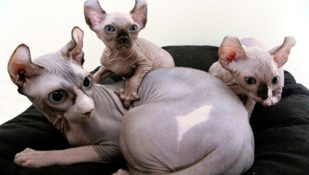 котосемья