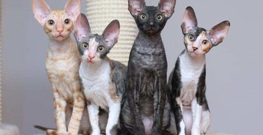 любопытные коты