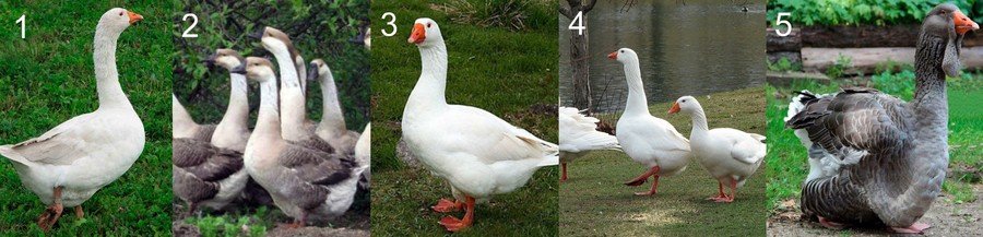 Каких гусей лучше выбирать? 