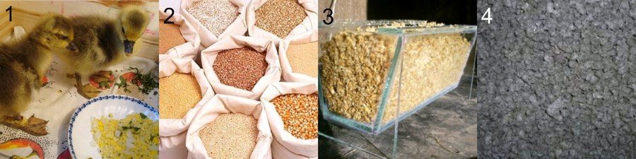 Выращивание гусят в домашних условиях 