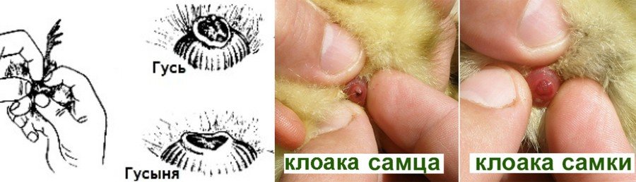 Выращивание гусят в домашних условиях 